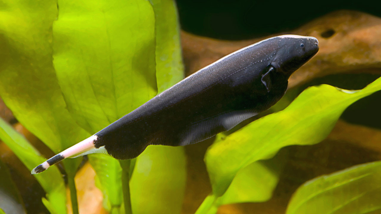 Black Ghost Knifefish Care Facts Setup Guide AquariumFish black-ghost-knifefish-care-facts-setup-guide-aquariumfish