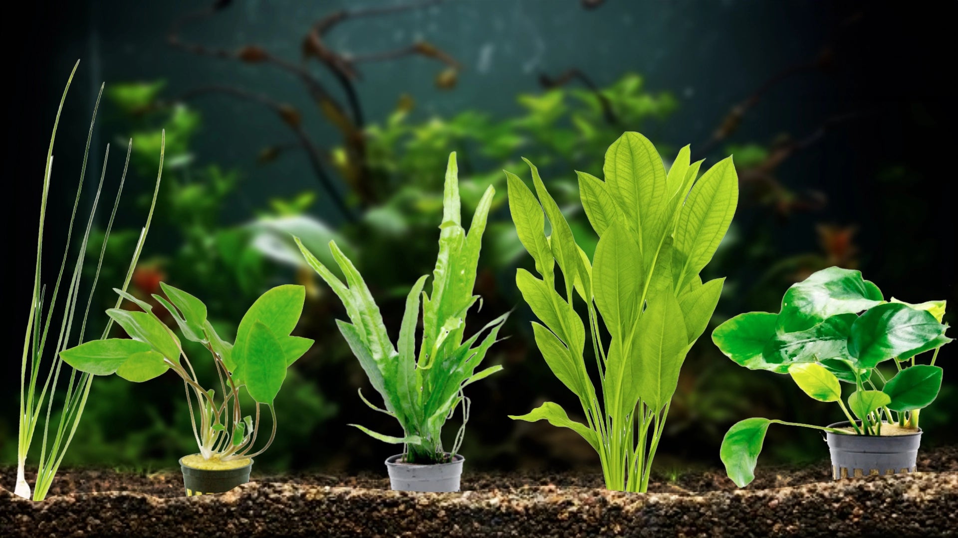 Best Aquarium Plants For Beginners Easiest Plants For Your Fish Tank best-aquarium-plants-for-beginners-easiest-plants-for-your-fish-tank
