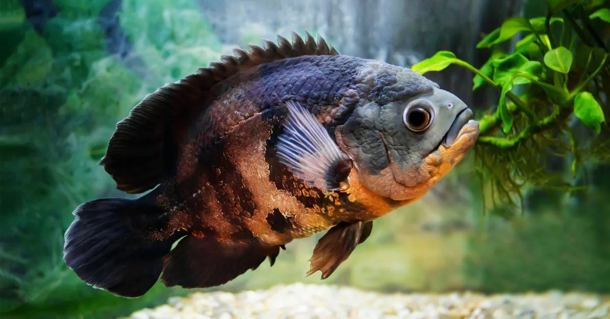 South American Cichlids for Sale | AquariumFish.com South American Cichlids for Sale | AquariumFish.com