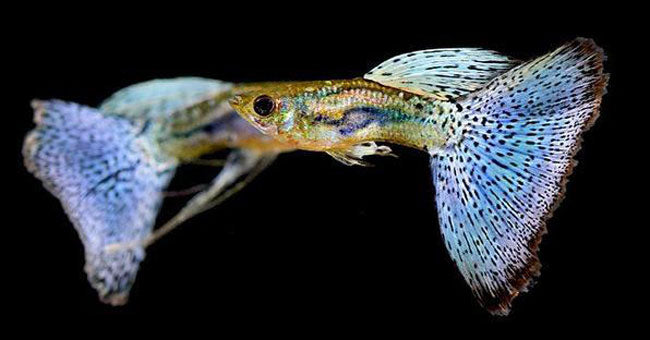 Guppies for sale – AquariumFish.com