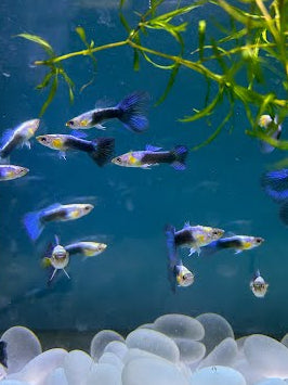 Jade Blue Tux Guppy (Pair)