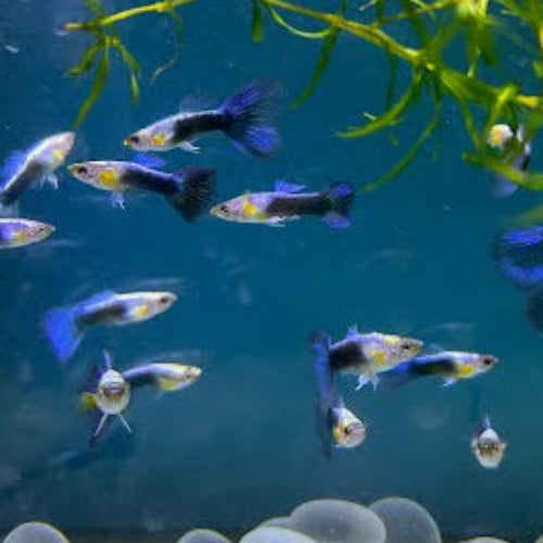 Jade Blue Tux Guppy (Pair)