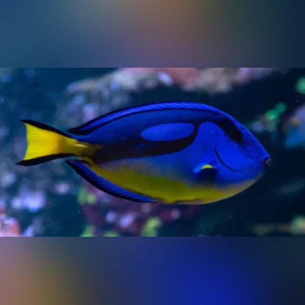 Blue and yellow fish swimming in an aquarium setting