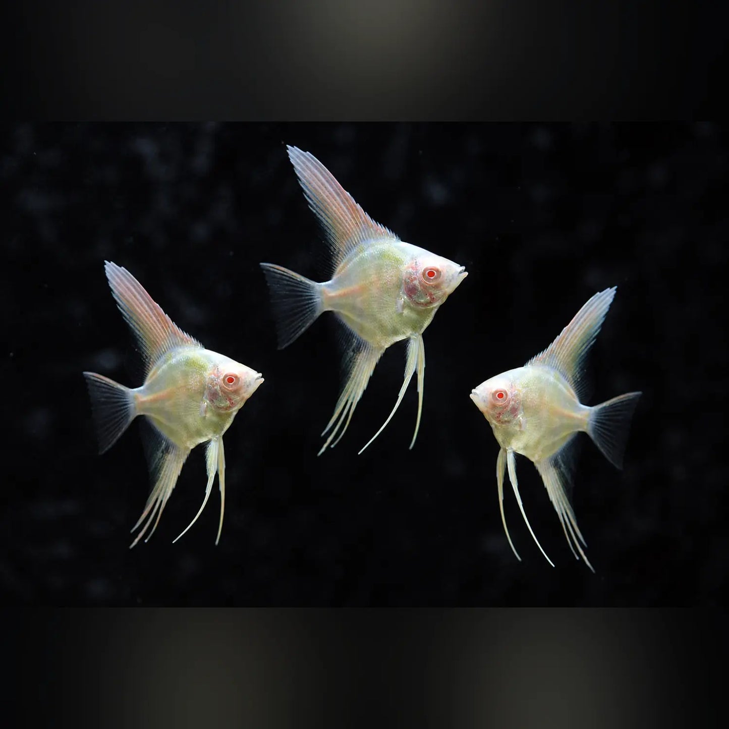 Albino Angelfish (School of 3)