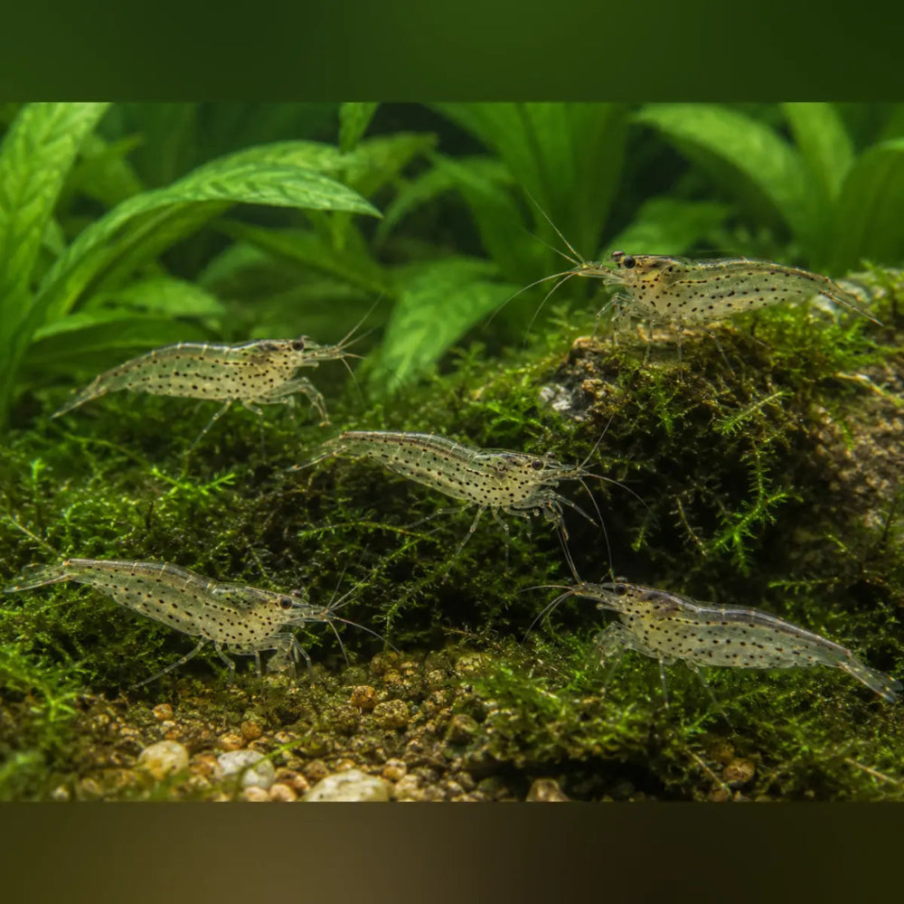 Amano Algae Eating Shrimp