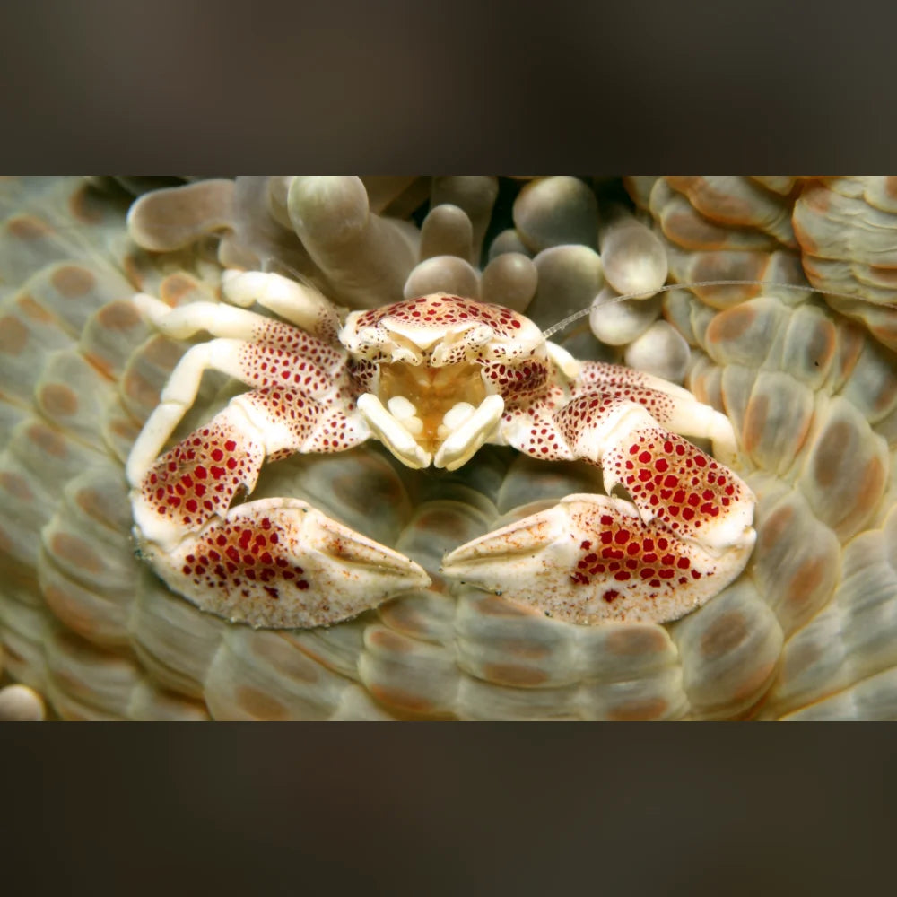 Anemone Crab