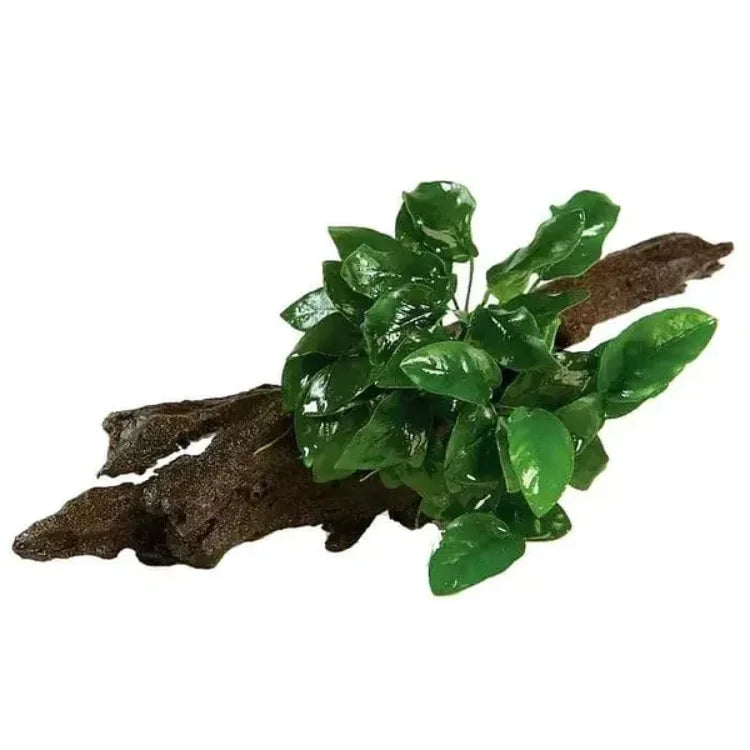 Anubias nana on driftwood