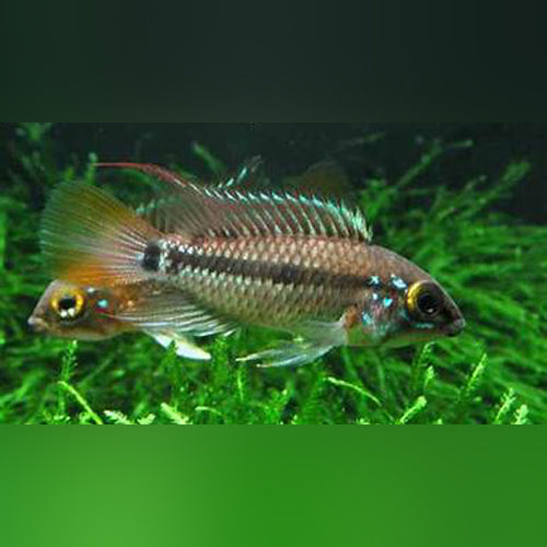 Apistogramma Cruzzi