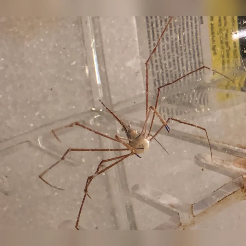 Arrow Crab