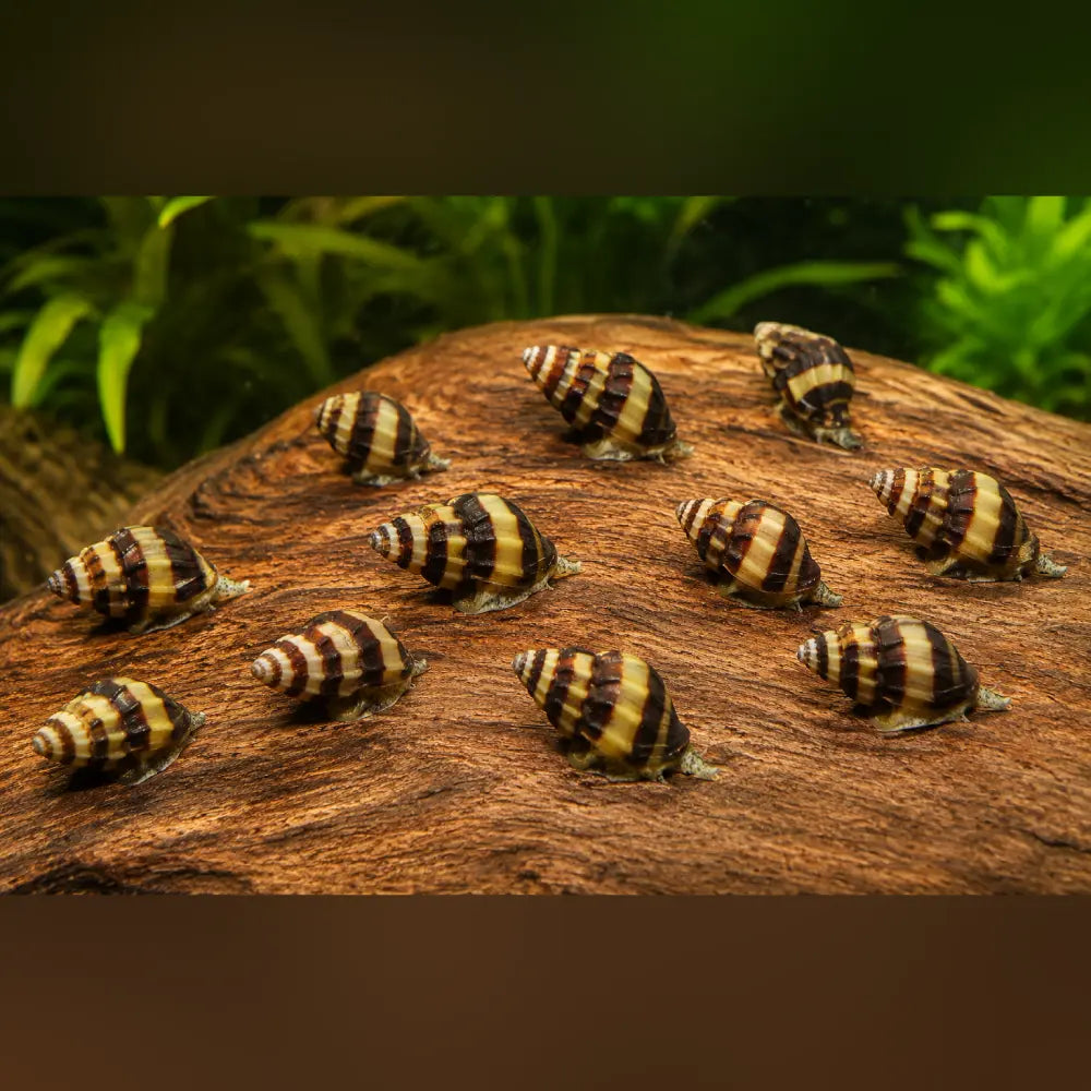 Assassin Snail