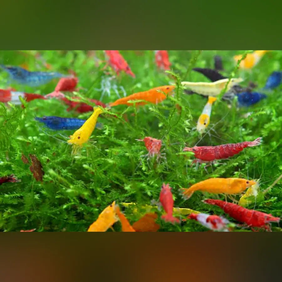 Assorted Neocaridina Fancy Color Shrimp (Colony of 10)