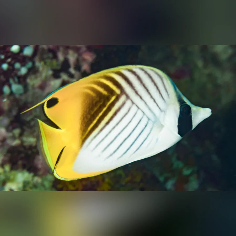 Butterfly fish with yellow and white stripes on a blurred underwater background