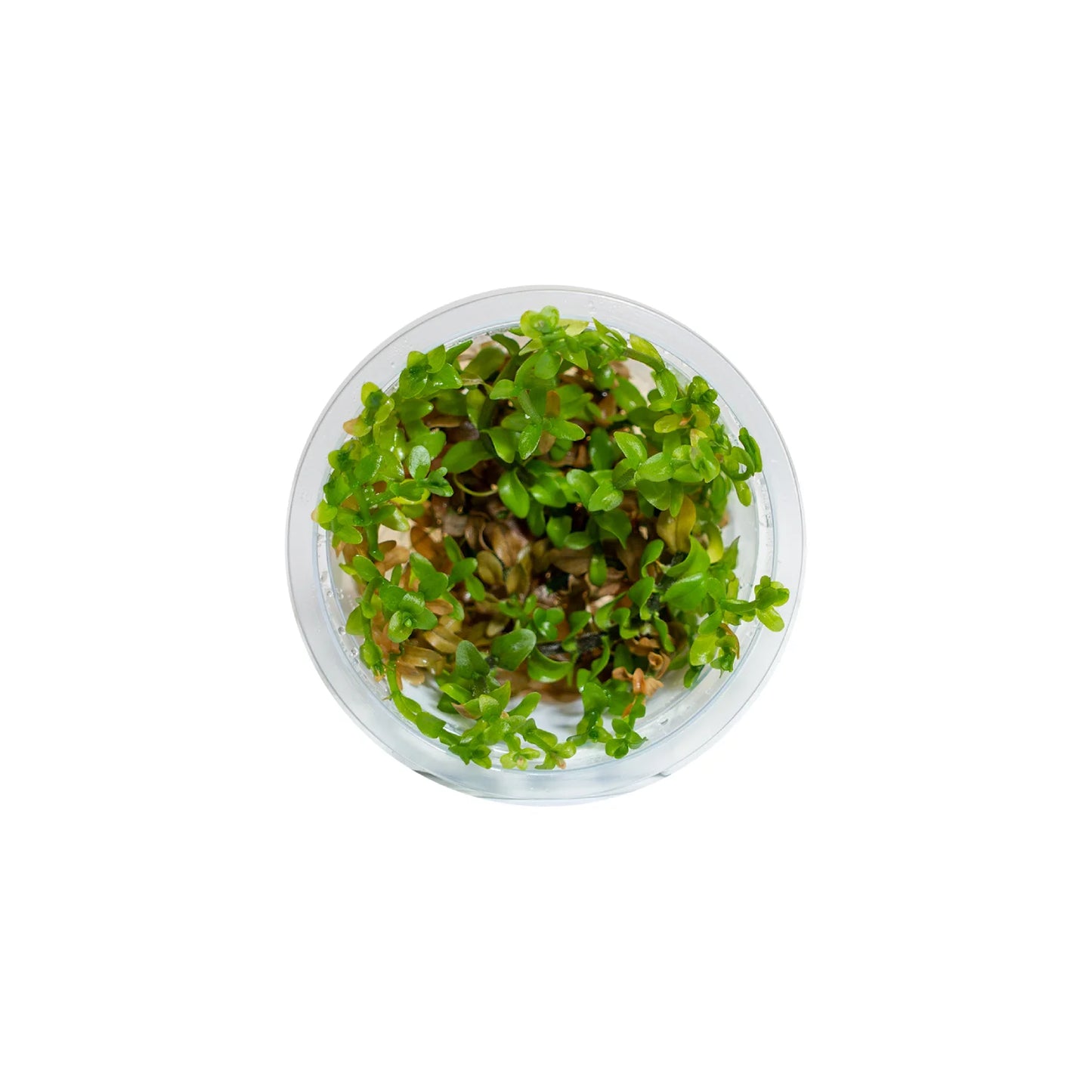 Bacopa caroliniana - Tissue Culture