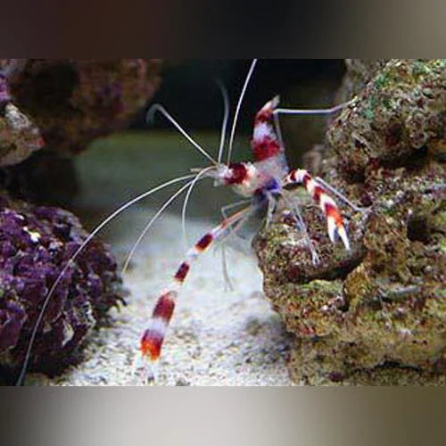 Banded Coral Shrimp