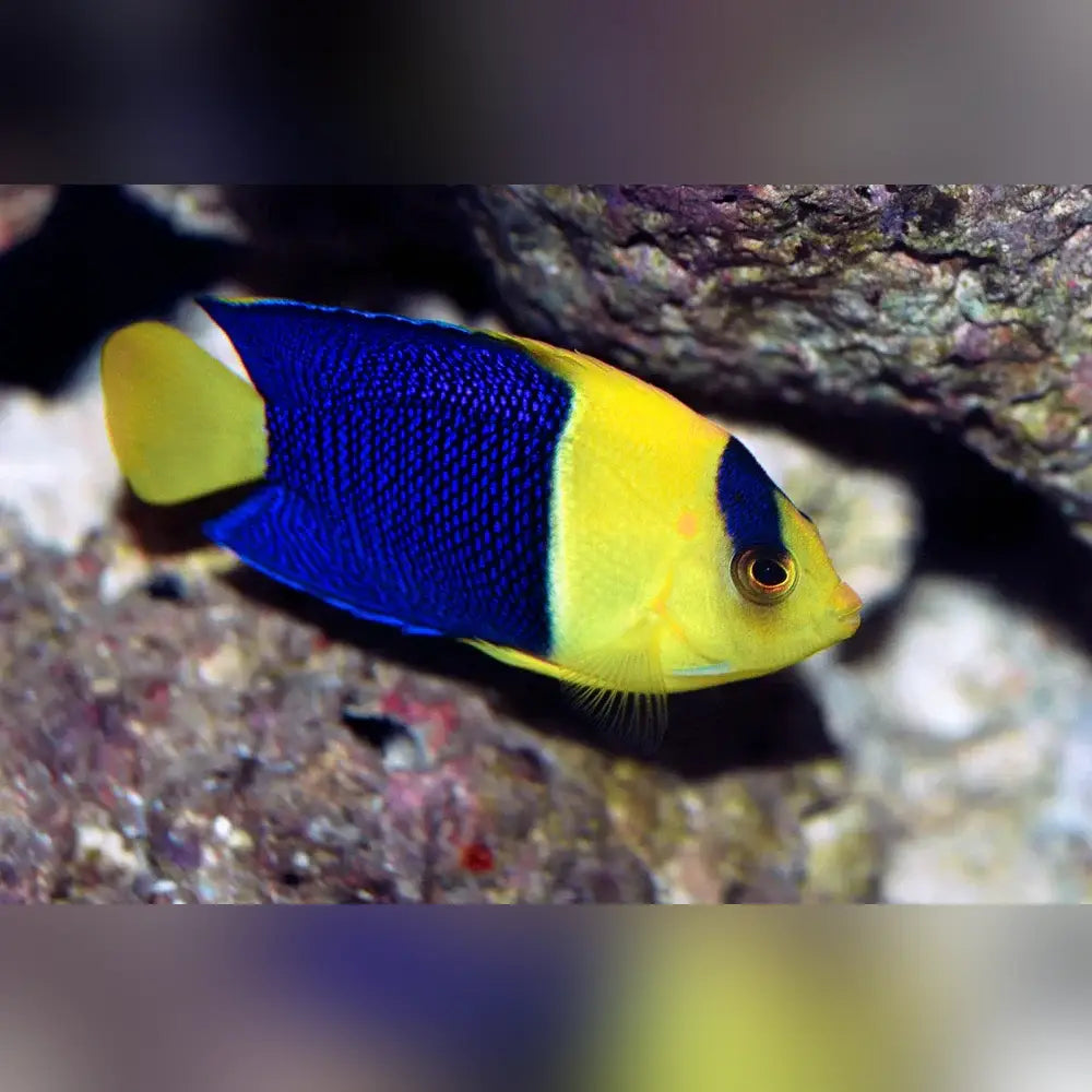 Bicolor Angelfish with blue and yellow body in an aquarium setting