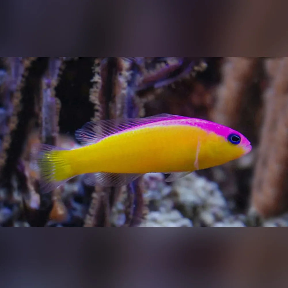 Bicolor Dottyback