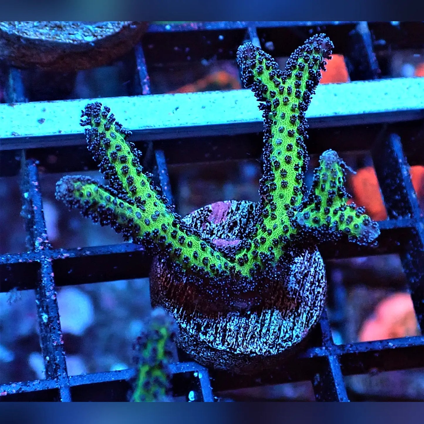 Birds of Paradise Seriatopora