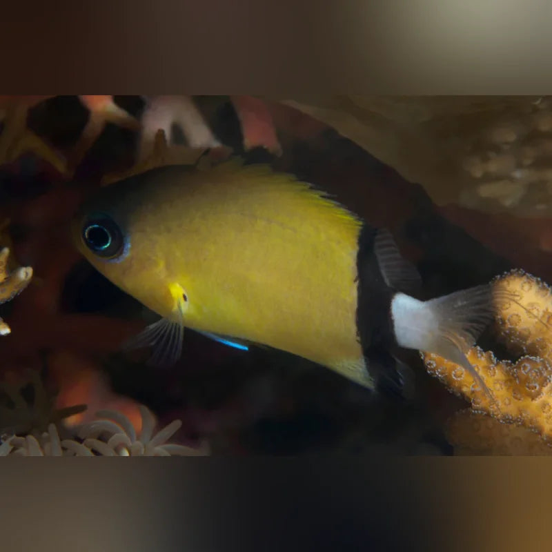 Black Bar Chromis Damselfish