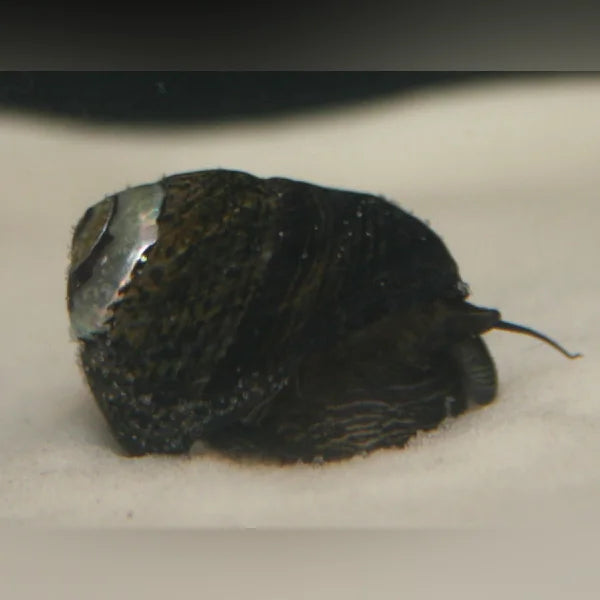 Black Margarita Snail