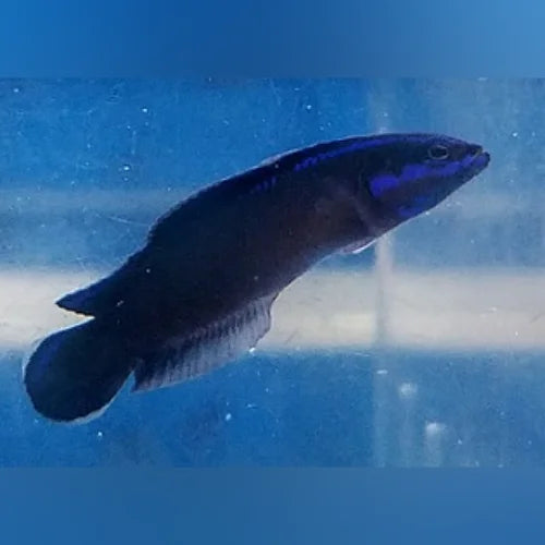 Black Neon Dottyback