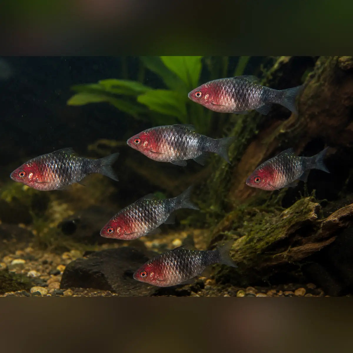 Black Ruby Barb (School of 6)