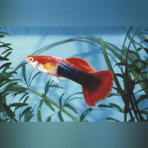 Male Blond Tuxedo Guppy