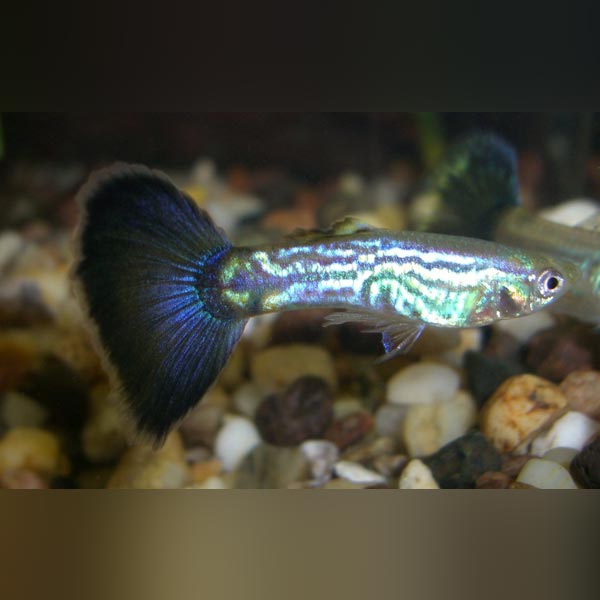 Male Blue Cobra Guppy