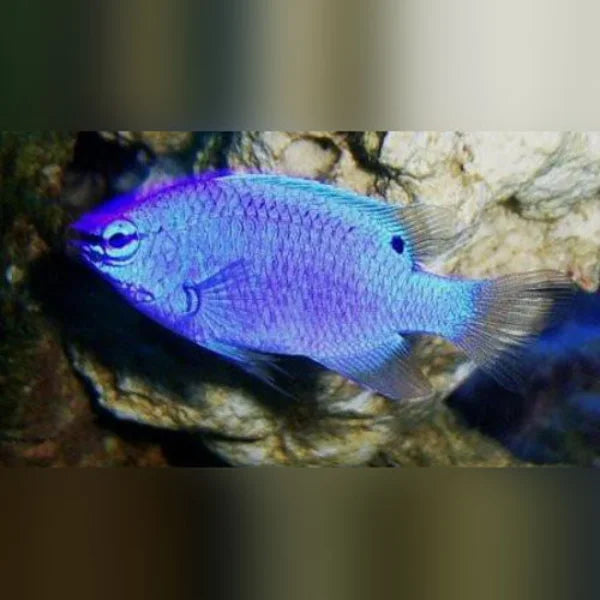 Blue fish swimming near rocks in an aquarium setting