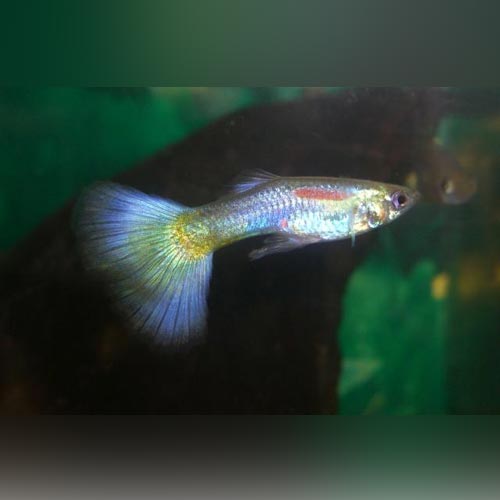 Male Blue Delta Guppy