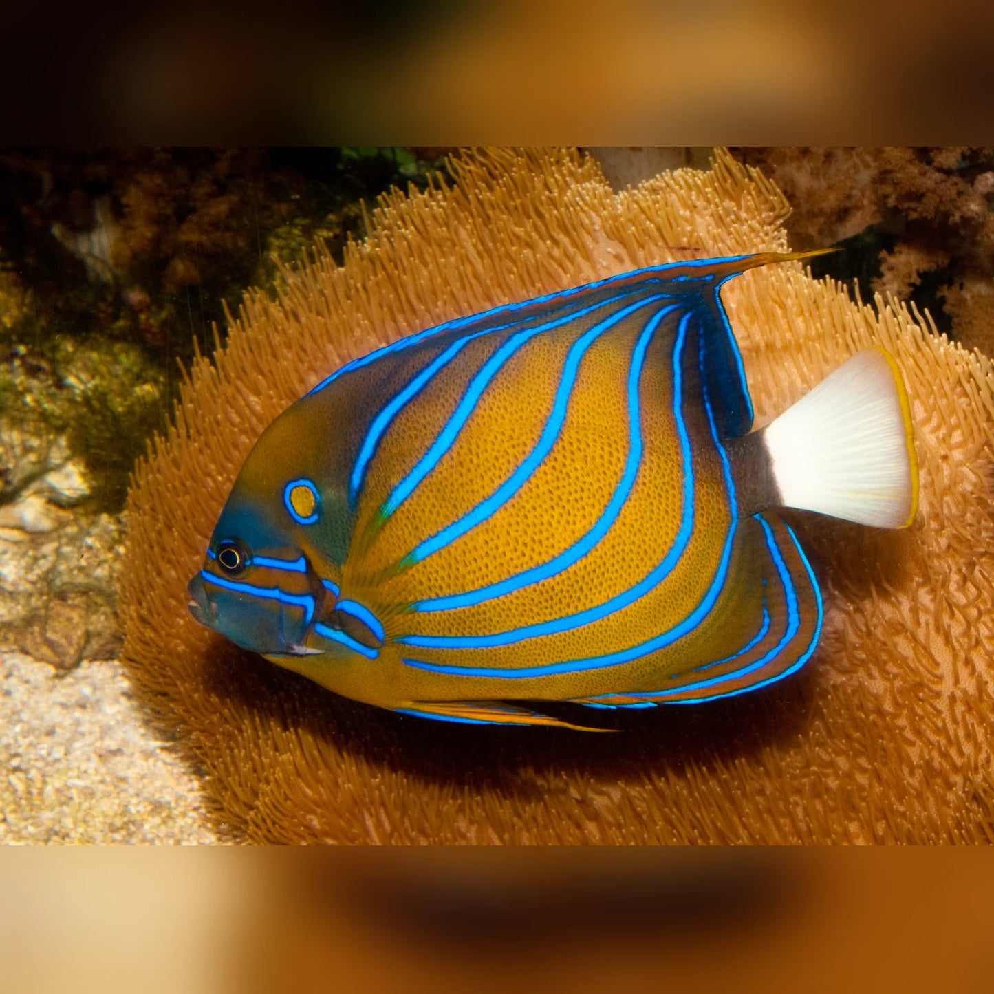 Blue Ring Angelfish with blue and yellow stripes on a coral background