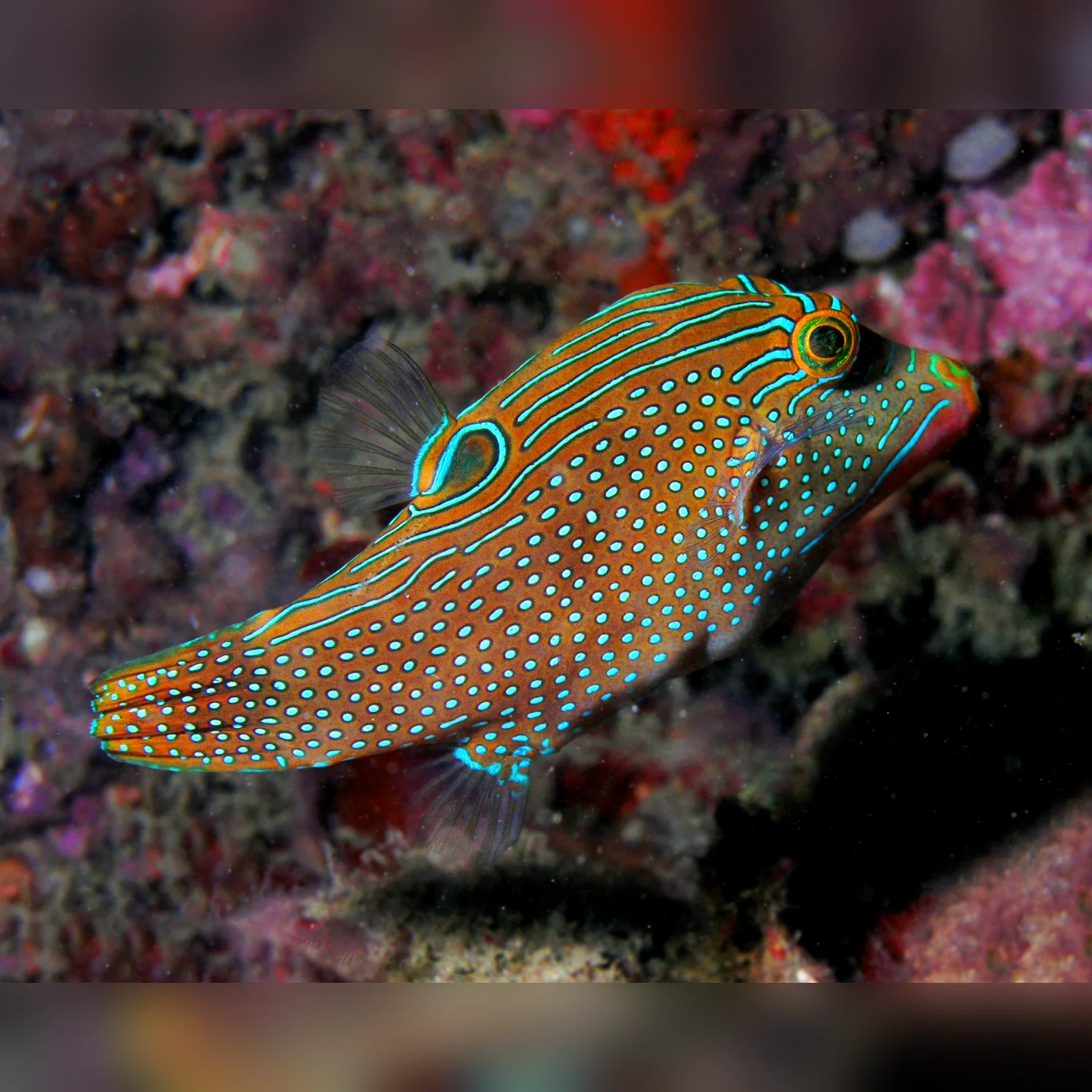 Blue Spotted Puffer