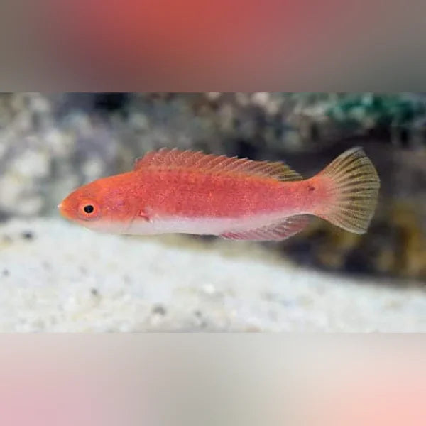 Blue Throat Fairy Wrasse