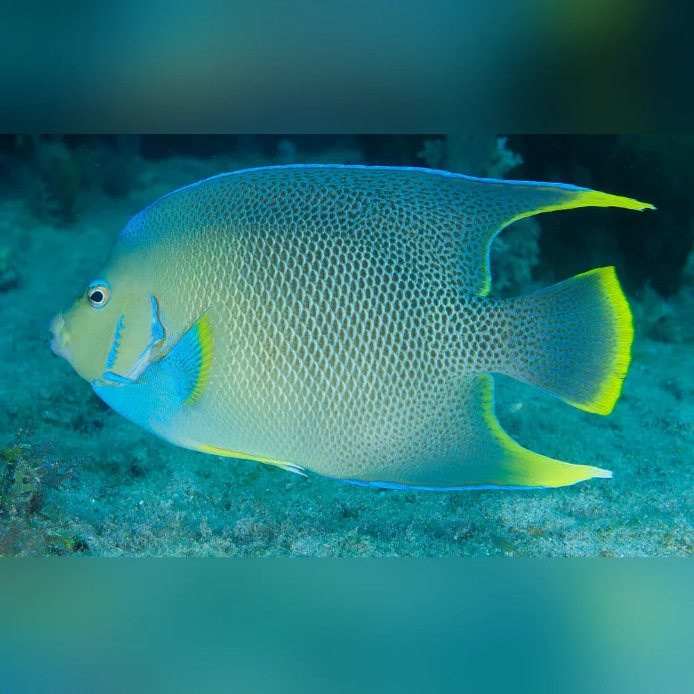 Colorful fish swimming in clear blue water