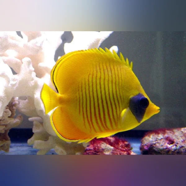 Semilavartus butterfly fish