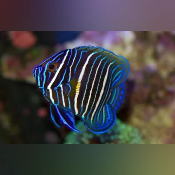 Blueface Angelfish
