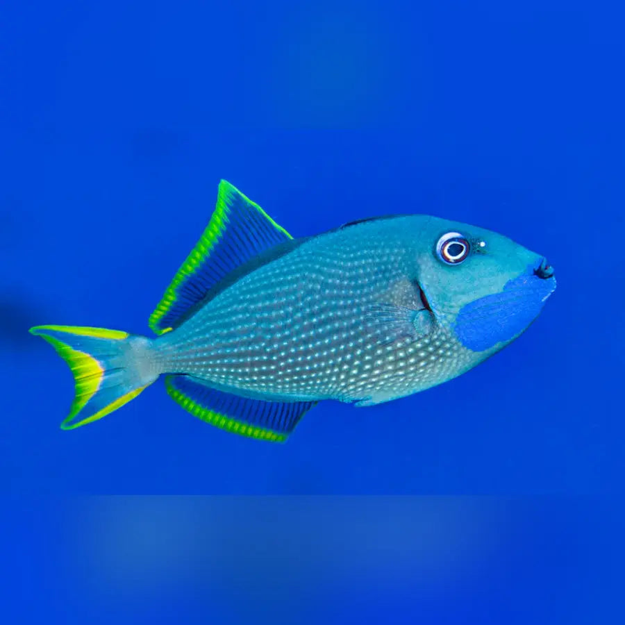 Bluejaw Triggerfish