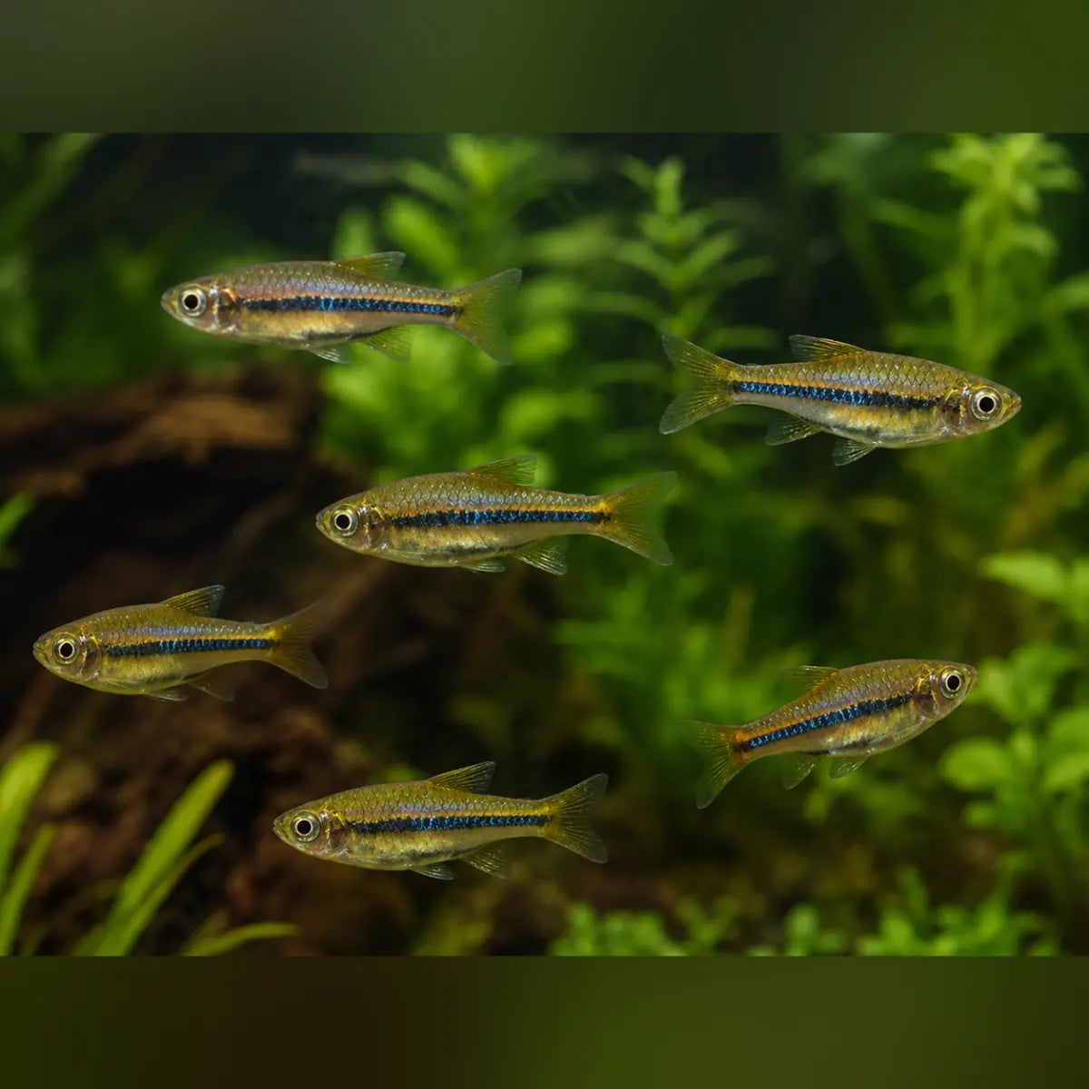Brilliant Rasbora (School of 6)