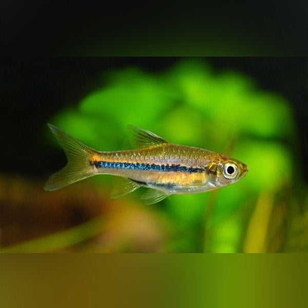 Brilliant Rasbora for sale