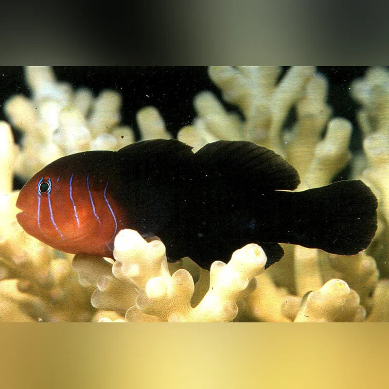 Fish with red body and blue stripes on a coral background