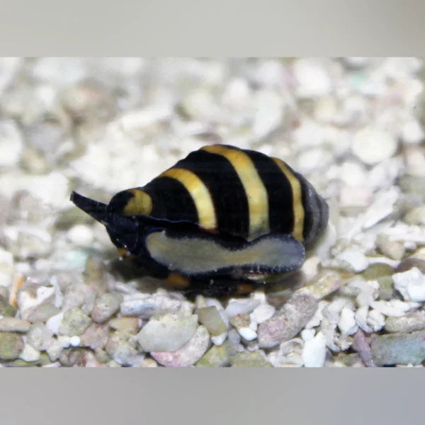Bumble Bee Snail