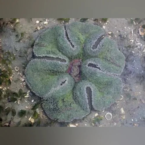 Haddon's Carpet Anemone