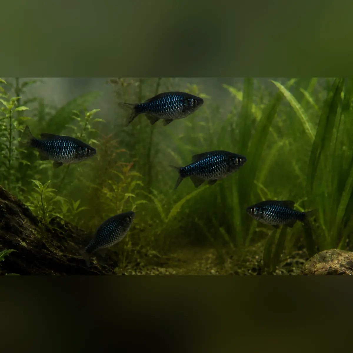 Checkered Barb (School of 5)