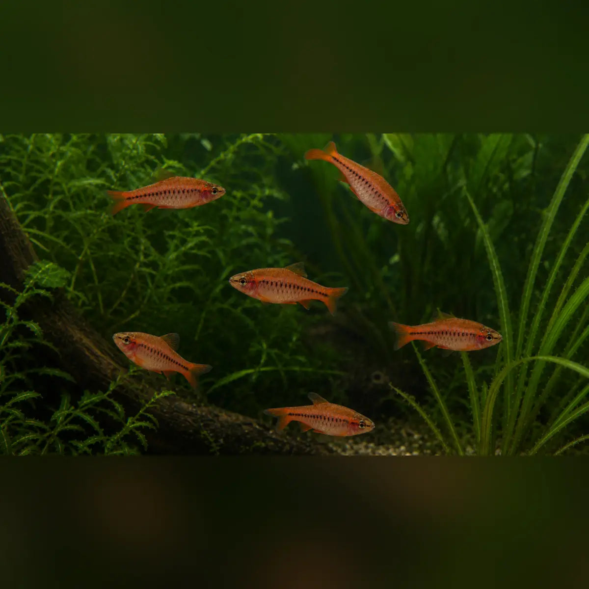 Cherry Barb (School of 6)