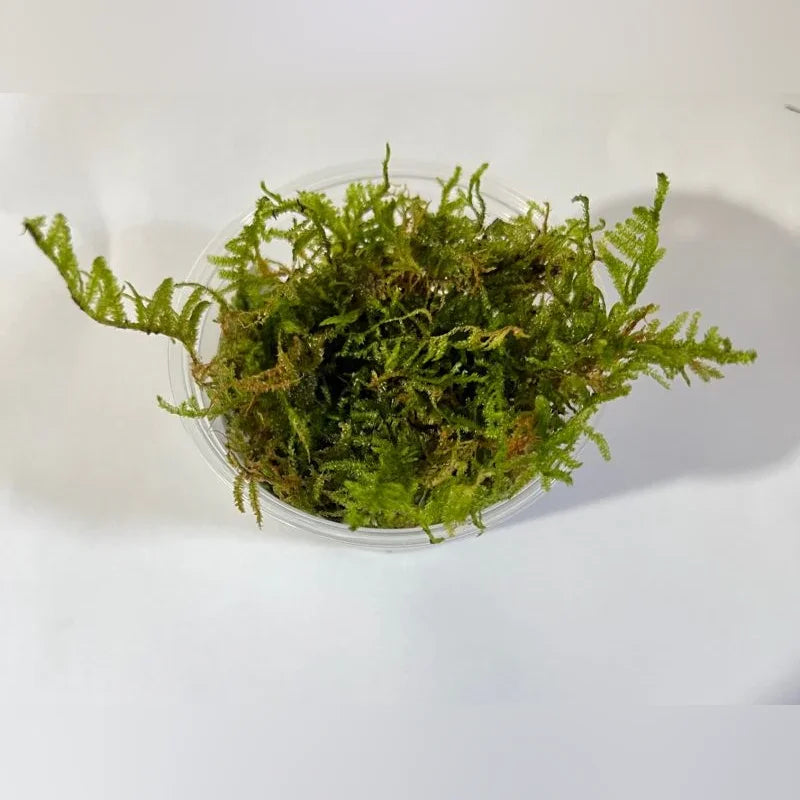 Christmas Moss