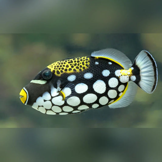 Clown Triggerfish with black, white, and yellow pattern on a blurred green background