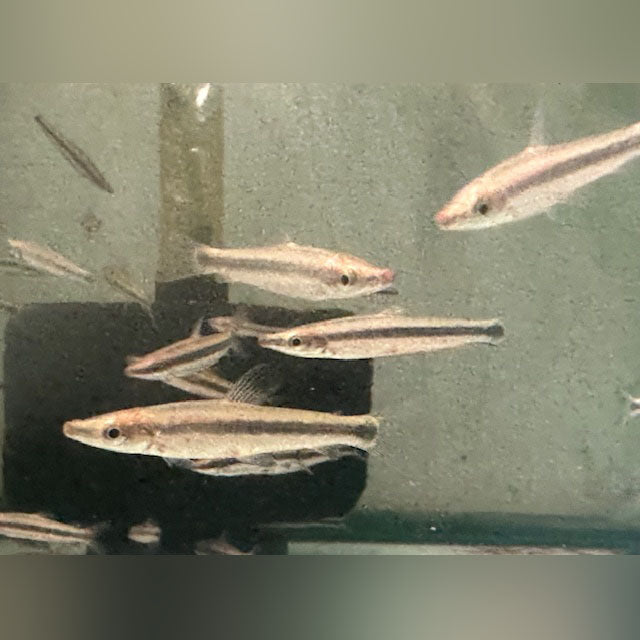 Colombian Cigar Fish