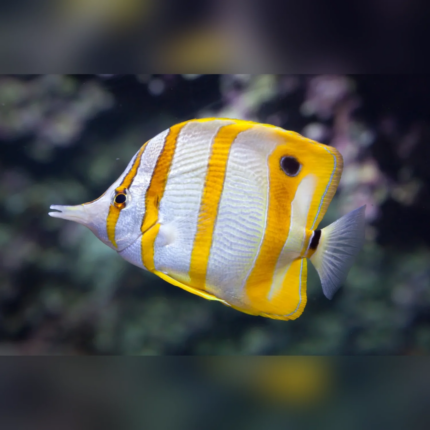 Copperband Butterflyfish
