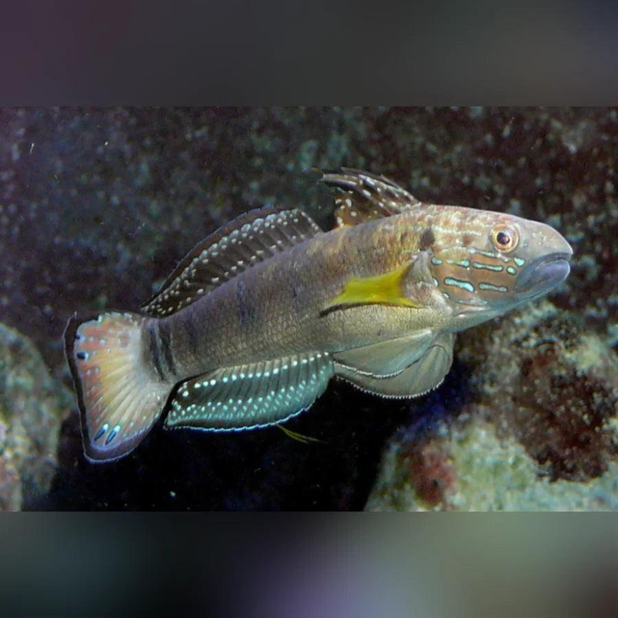 Small fish with a yellow belly swimming in an underwater setting