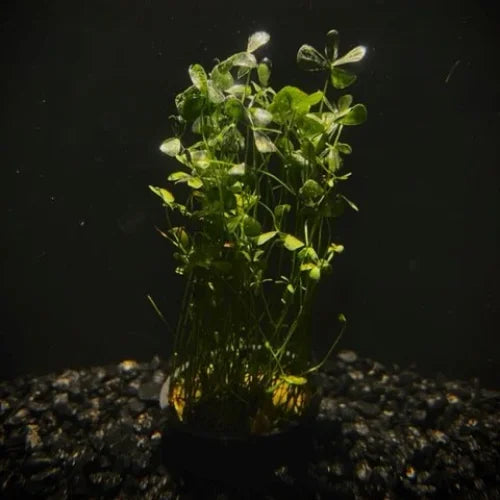 Dwarf Four Leaf Clover