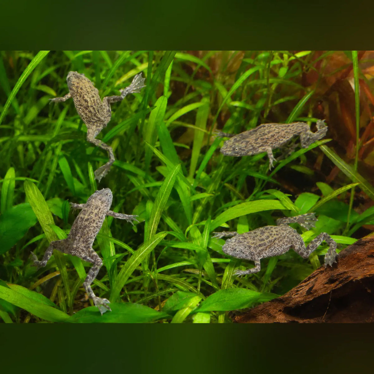 Dwarf African Frog (Army of 4)